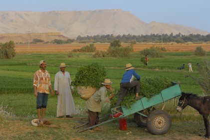 Egypte, désert libyque, oasis de Dakhla, travaux des champs