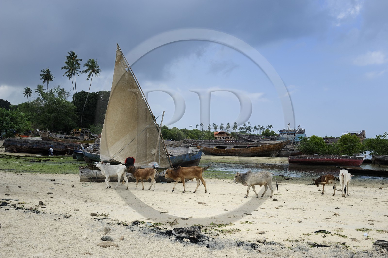 Tanzanie, archipel de Zanzibar, île de Unguja (Zanzibar), ville de Zanzibar, chantier naval près des ruines de Maruhubi Palace