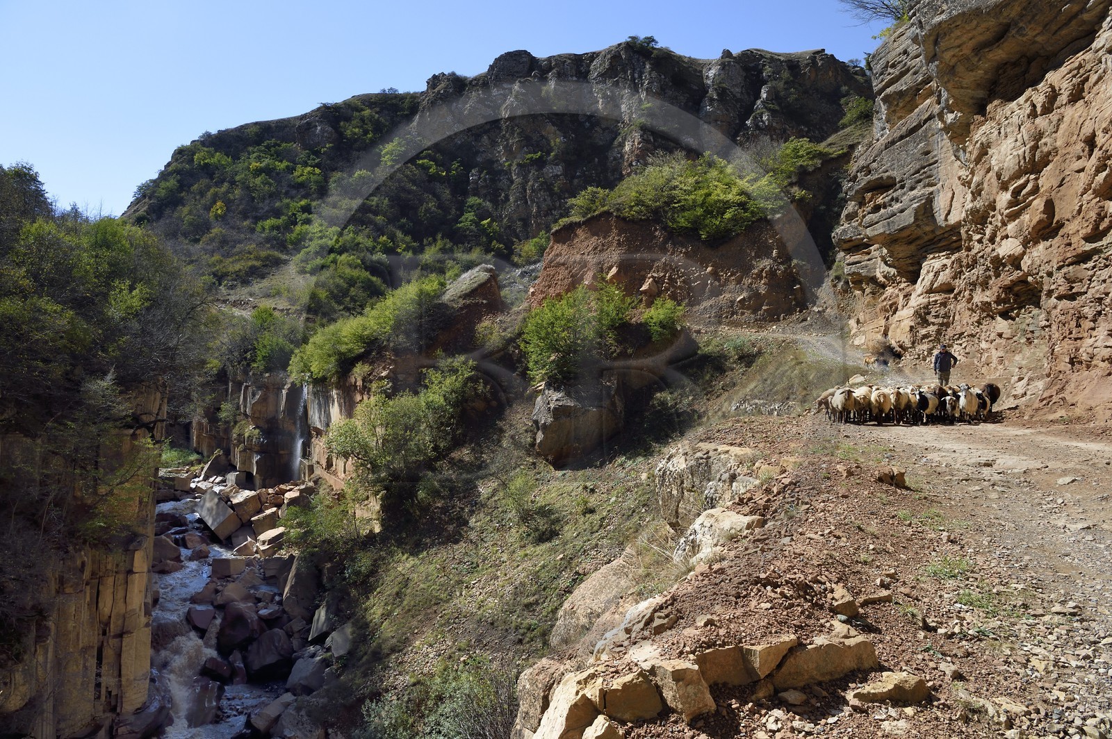 Azerbaïdjan, région de Quba (Guba), chaine de montagne du Grand Caucase, route Xinaliq Yolu vers Khinalug, berger et son troupeau de moutons dans la vallée de Qudialchai