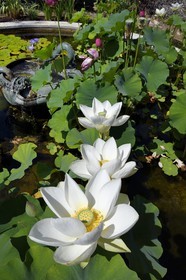 France, Alpes-Maritimes (06), Menton, quartier de Garavan, le jardin de Maria Serena, fleur de lotus