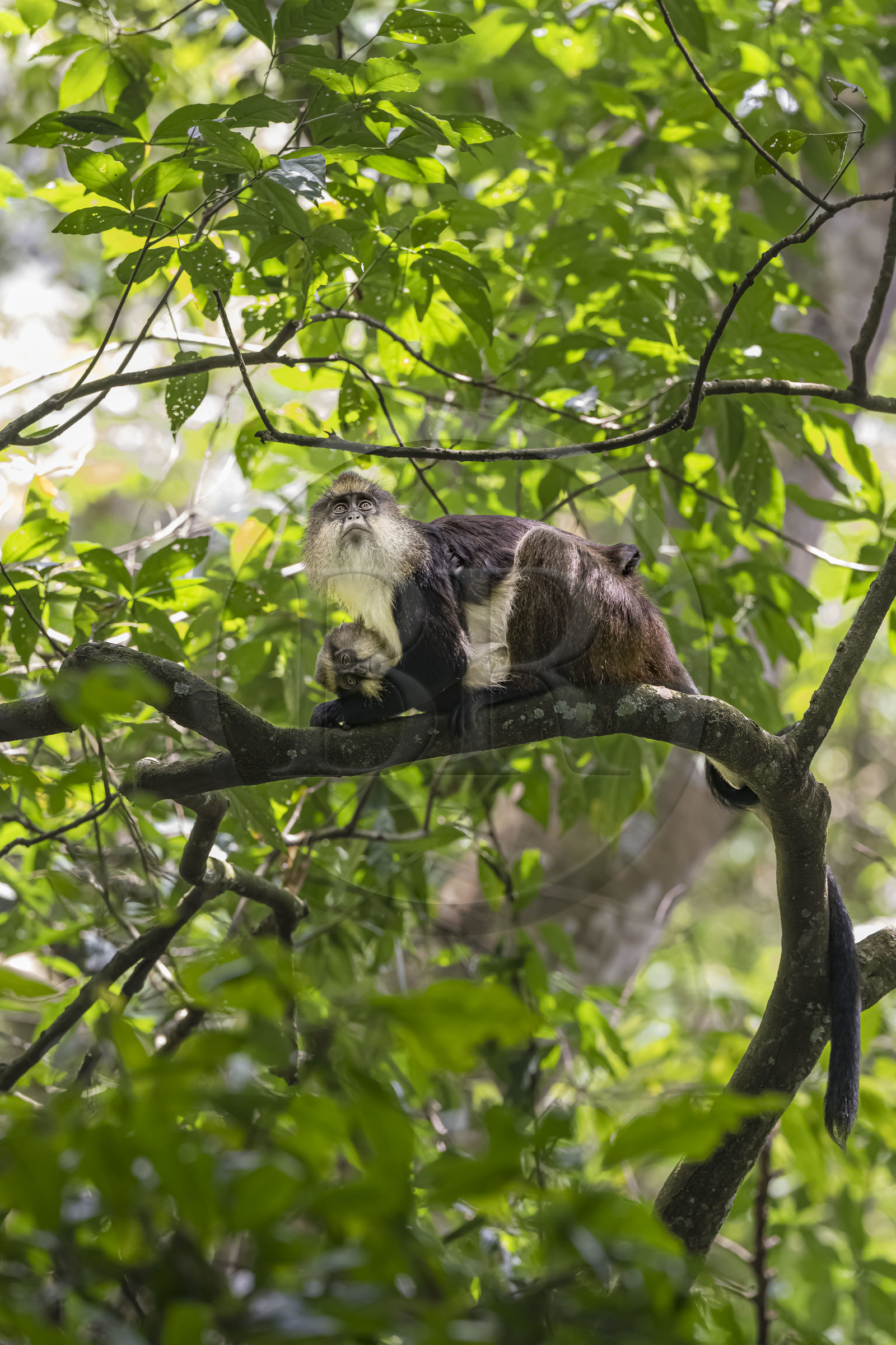 Rwanda, Province de l’Ouest, Nyakabuye, Parc national de Nyungwe, forêt tropicale humide naturelle de Cyamudongo, Cercopithèque de Dent (Cercopithecus denti) femelle avec son petit