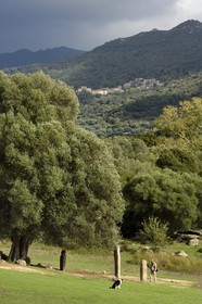 France, Corse du Sud, prehistoric site of Filitosa, alignment of menhirs statues under a millennium olive tree