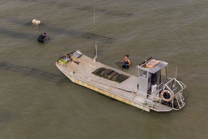France, Charente-Maritime (17), Ile d'Oléron, Dolus-d’Oléron, les parcs du bassin de Marennes-Oléron dans le Pertuis d'Antioche, Nadia Quillet et son mari Eric récupèrent des poches de crassostrea gigas dans leurs parcs à huîtres à marée descendante (vue aérienne)