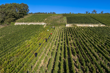 France, Côte-d'Or (21), les climats de Bourgogne classés Patrimoine Mondial de l'UNESCO, Route des Grands Crus, vignoble de la Côte de Beaune, Volnay, vendanges dans les vignes du domaine Cluzeaud Volnay 1er Cru Pitures à partir du cépage Pinot noir (vue aérienne)