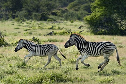 Namibie, région de Oshikoto, Parc National d'Etosha, zèbres de Burchell (Equus burchellii) au galop