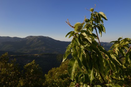 France, Ardèche (07), Sanilhac, chataignier à la Tour de Brison