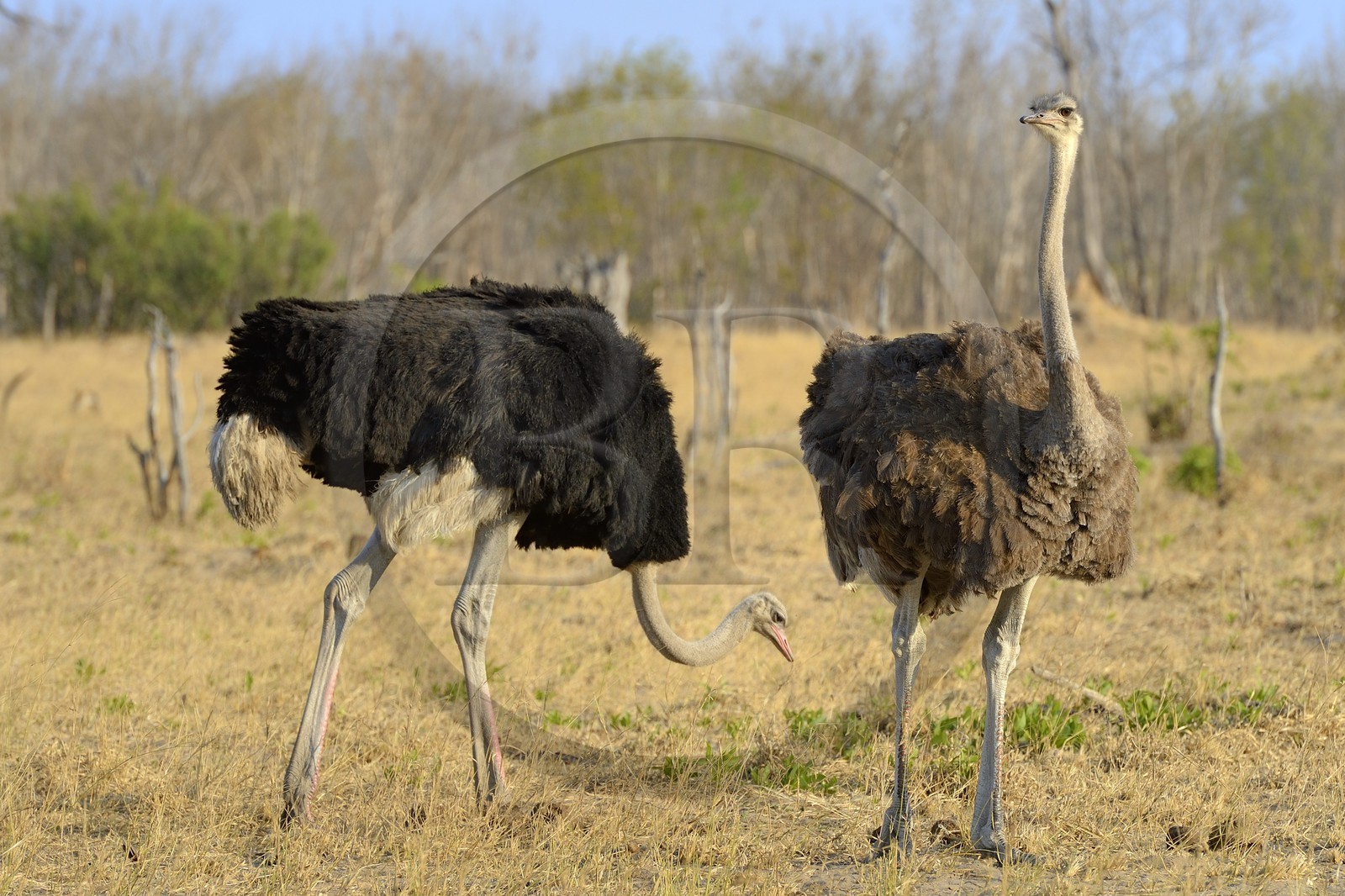 Zimbabwe, province de Matabeleland septentrional, parc national Hwange, couple d'autruches d’Afrique (Struthio camelus), le male au plumage noir et la femelle au plumage brun