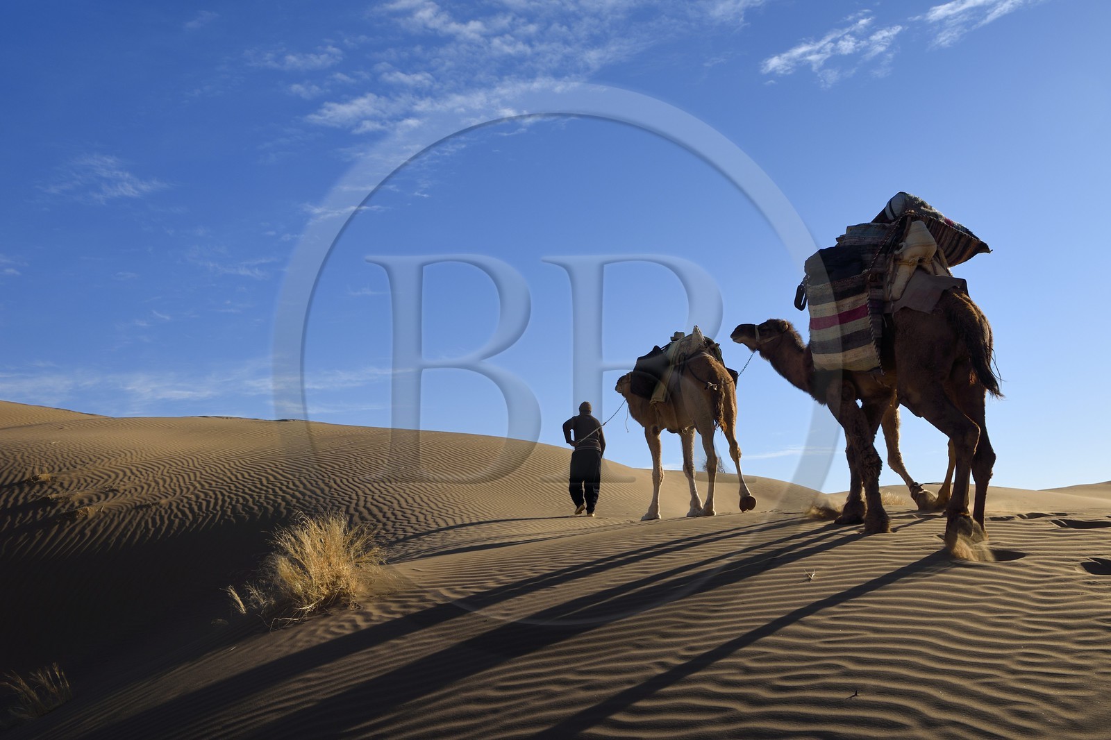 Iran, Province d'Ispahan, désert du Dasht-e Kavir, Mesr dans la région de Khur et Biabanak, caravane de dromadaires au lever de soleil dans les dunes du lieu dit de Kuh e-Sefid