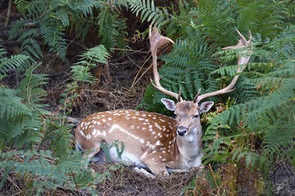 France, Vienne, Morton (private park), fallow deer (Dama dama)