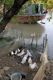 Vietnam, province de Ninh Binh, village insulaire de Kenh Ga, élevage de canards