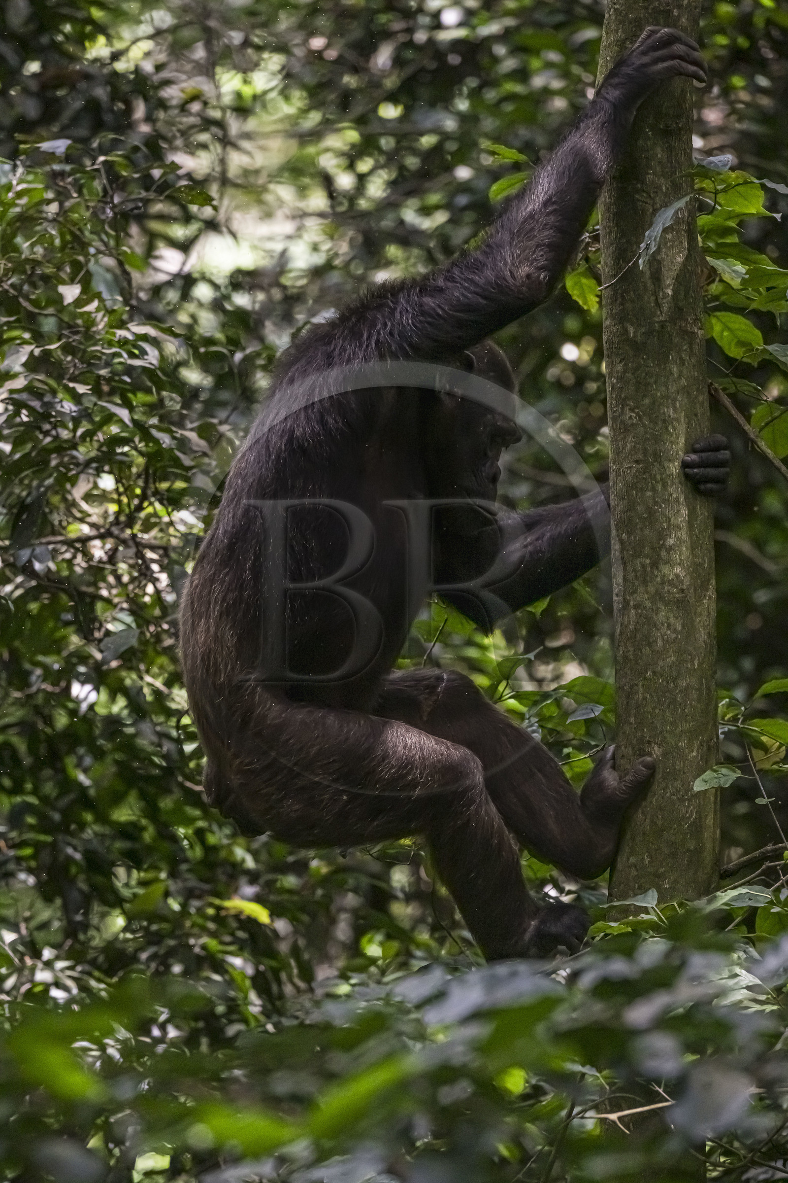 Rwanda, Province de l’Ouest, Nyakabuye, Parc national de Nyungwe, forêt tropicale humide naturelle de Cyamudongo, Chimpanzé commun (Pan Troglodytes) femelle