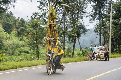 Rwanda, Province du Nord, District de Musanze (Ruhengeri), transport de canne à sucre sur une bicyclette sur la route de Kigali, les bicyclettes sont le principal moyen de transport local