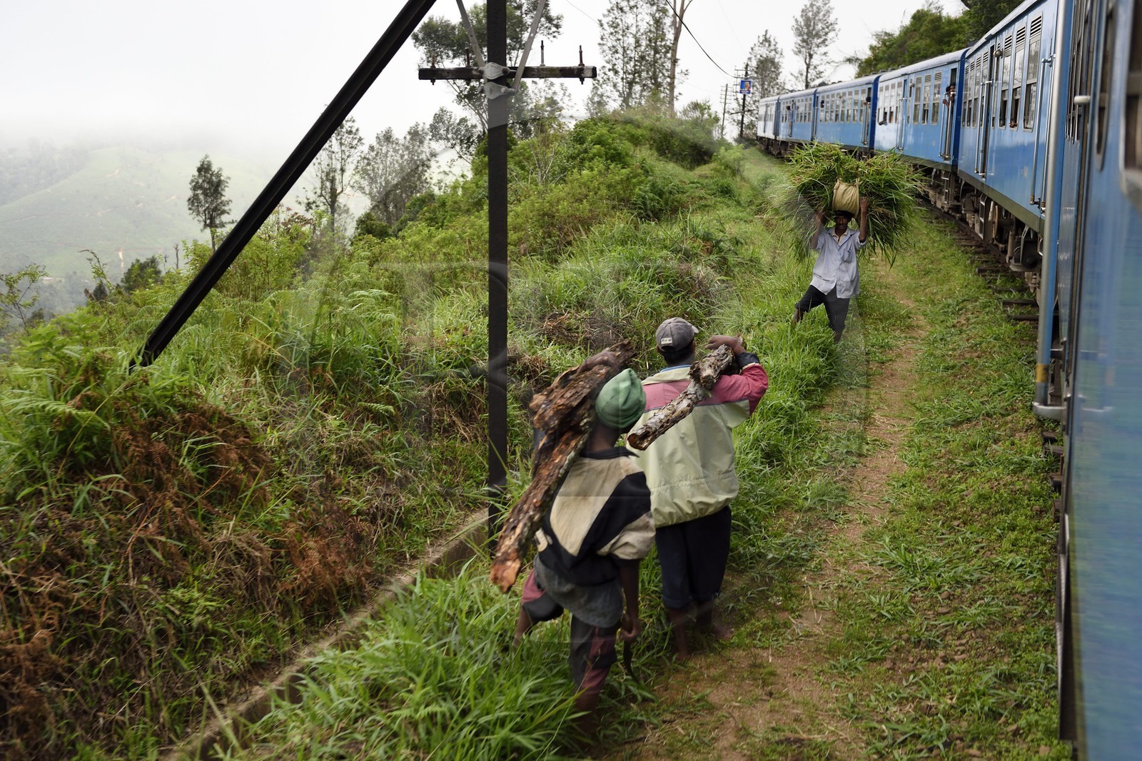 Sri Lanka, Province d'Uva, trajet en train dans la région montagneuse de la culture du thé entre Hatton et Badulla, en bordure de la forêt de nuages du parc national de Horton Plains