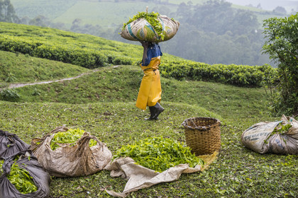 Rwanda, Province de l’Ouest, Gisuma, plantation de thé, feuilles de thé fraichement cueillies