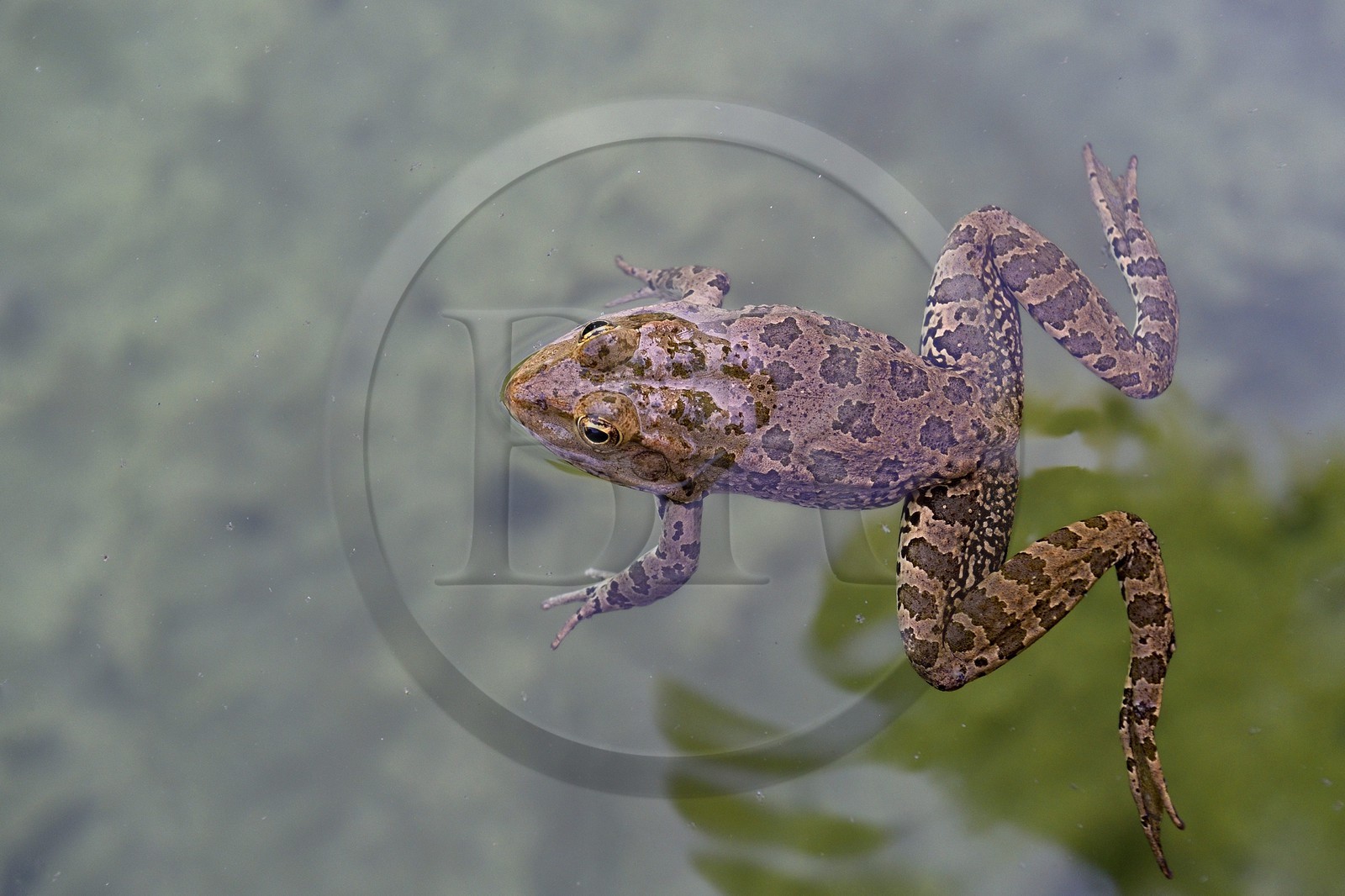 France, Alpes-Maritimes, Menton, Serre de la Madone Garden, frog