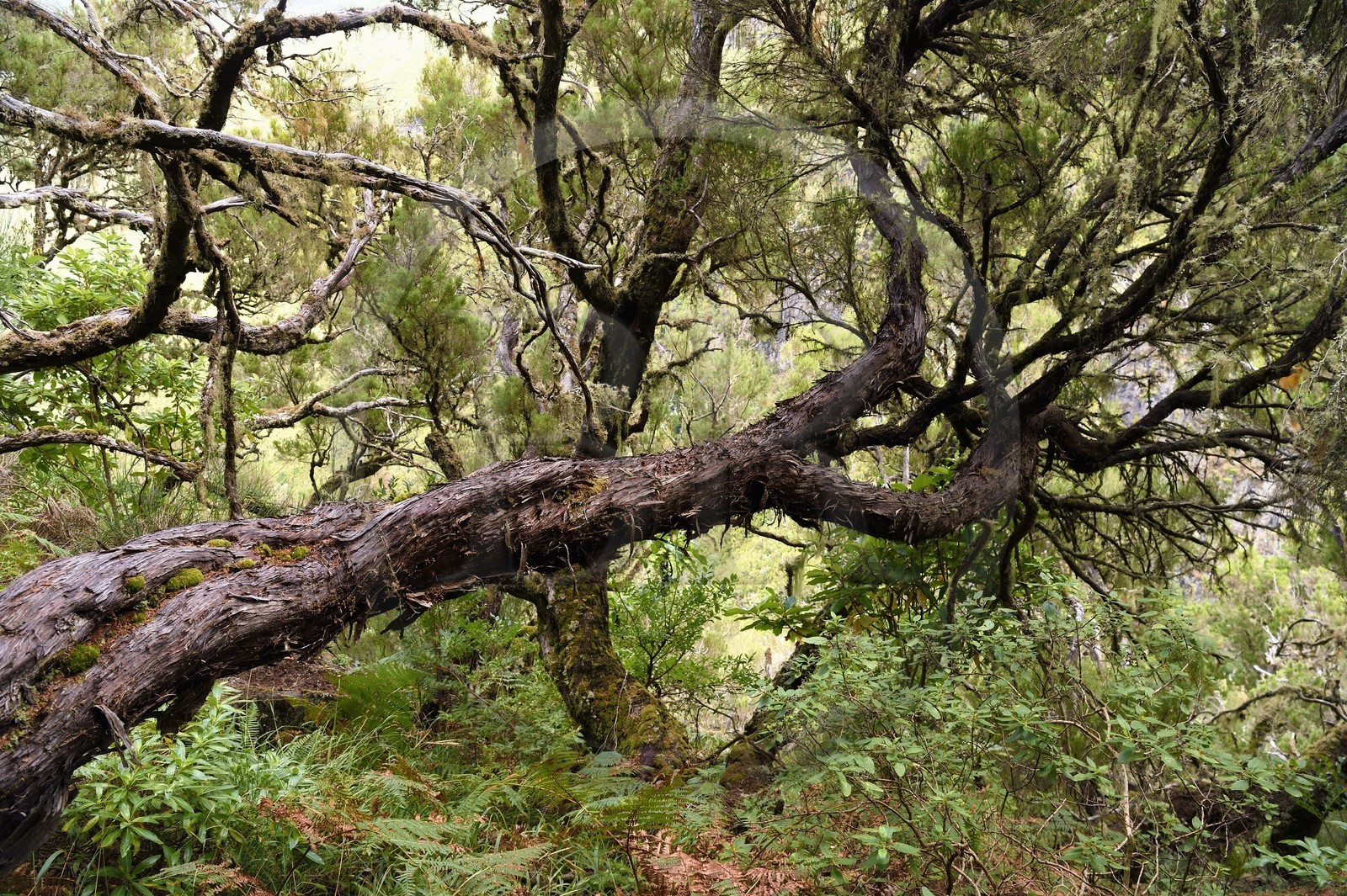 Portugal, Ile de Madère, randonnée par la levada do Alecrim dans La forêt de Rabaçal, la forêt Laurissilva classée Patrimoine Mondial de l'UNESCO, unique vestige de la forêt primaire qui recouvrait le sud de l’Europe il y a des millions d’années, bruyères arborescentes