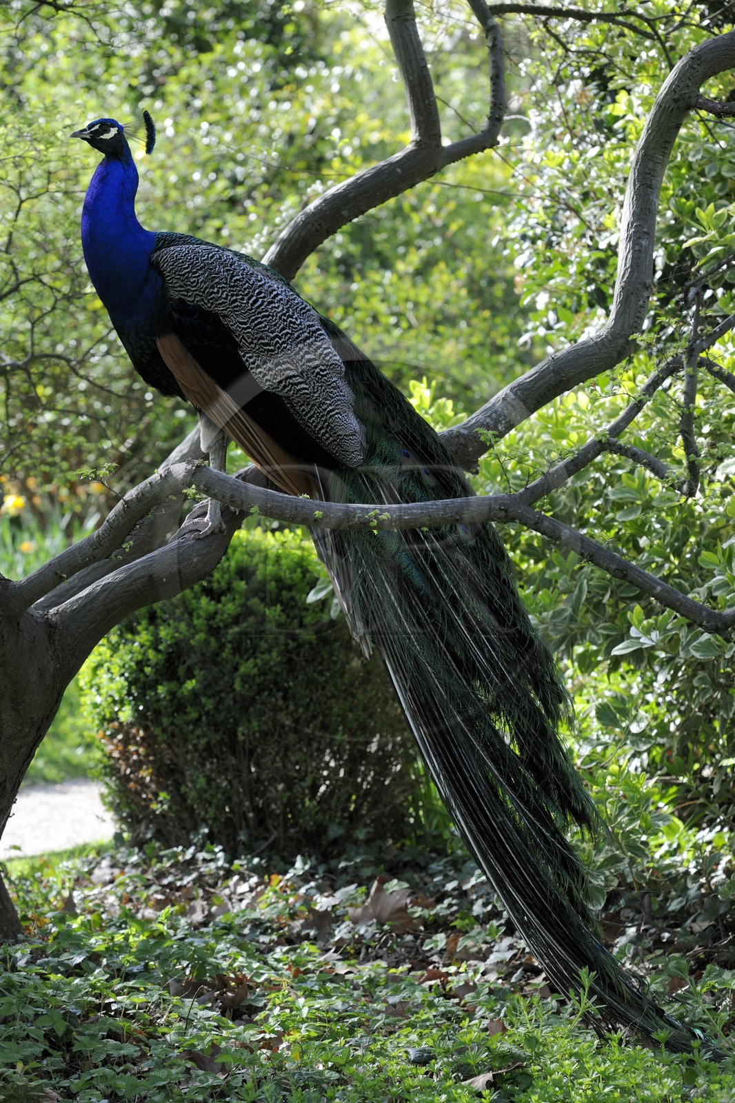 France, Paris (75), le Bois de Boulogne, parc de Bagatelle, paon