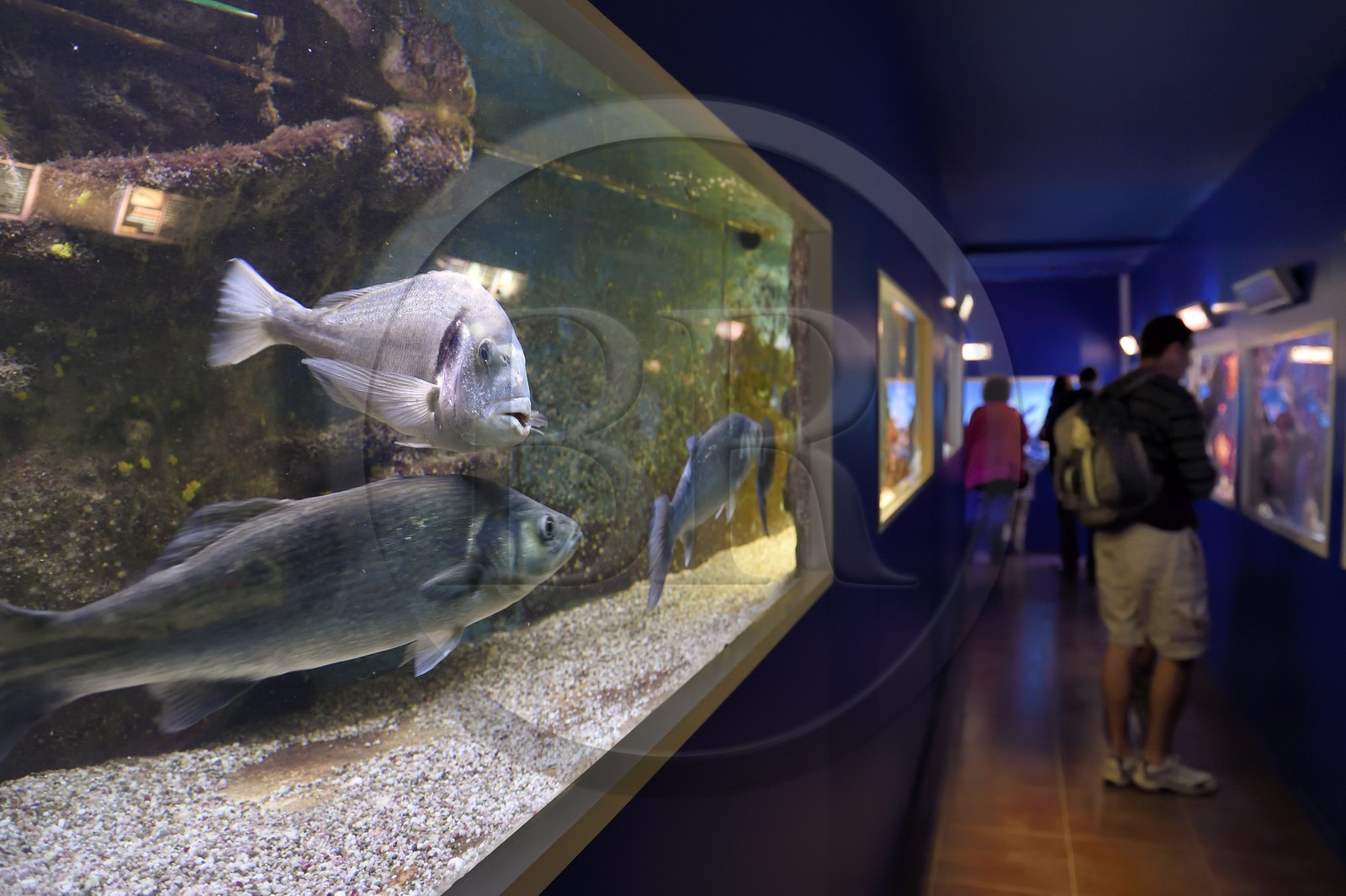 France, Var (83), Ile des Embiez, l'institut océanographique Paul Ricard dans le fort Saint-Pierre, les aquariums