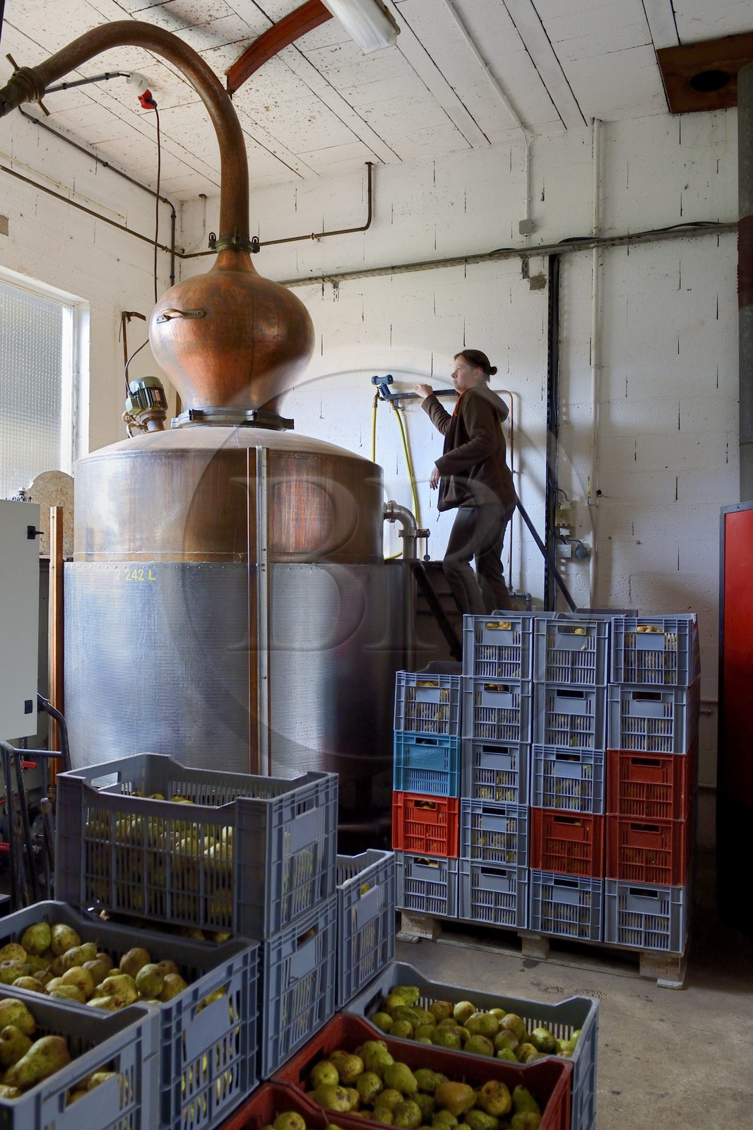 France, Moselle, Marieulles-Vezon, Maucourt schnapps (eau de vie) distillery, Mélanie Bigeard-Demange