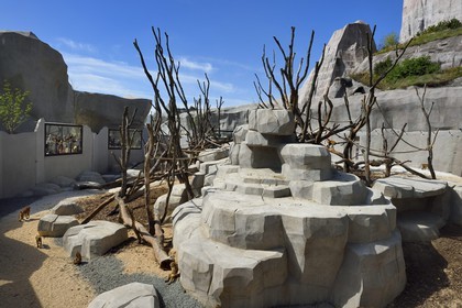France, Paris (75), Le Parc zoologique de Paris (Zoo de Vincennes), la biozone Sahel-Soudan, babouins de Guinée (Papio papio) dans un vaste enclos sous le Grand Rocher qui est l’emblème du zoo depuis 1934