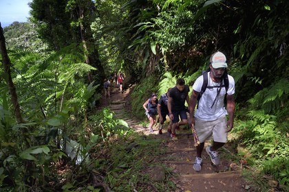 Caraïbes, Ile de la Dominique, Parc national du Morne Trois Pitons classé Patrimoine Mondial de l'UNESCO, randonnée au cœur de la forêt tropicale menant à la cascade des Middleham Falls, sentier de randonnée Waitukubuli qui traverse l’ile