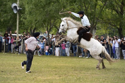 Argentine, province de Buenos Aires, San Antonio de Areco, fête du Jour de la Tradition (Dia de la Tradicion), les gauchos prouvent leur habilité à cheval lors d'un rodéo appelé Jineteada gaucha