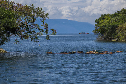 Rwanda, Province de l’Ouest, Karongi (anciennement nommée Kibuye), lac Kivu, troupeau de vaches nageant entre les ilots au large de Kibuye