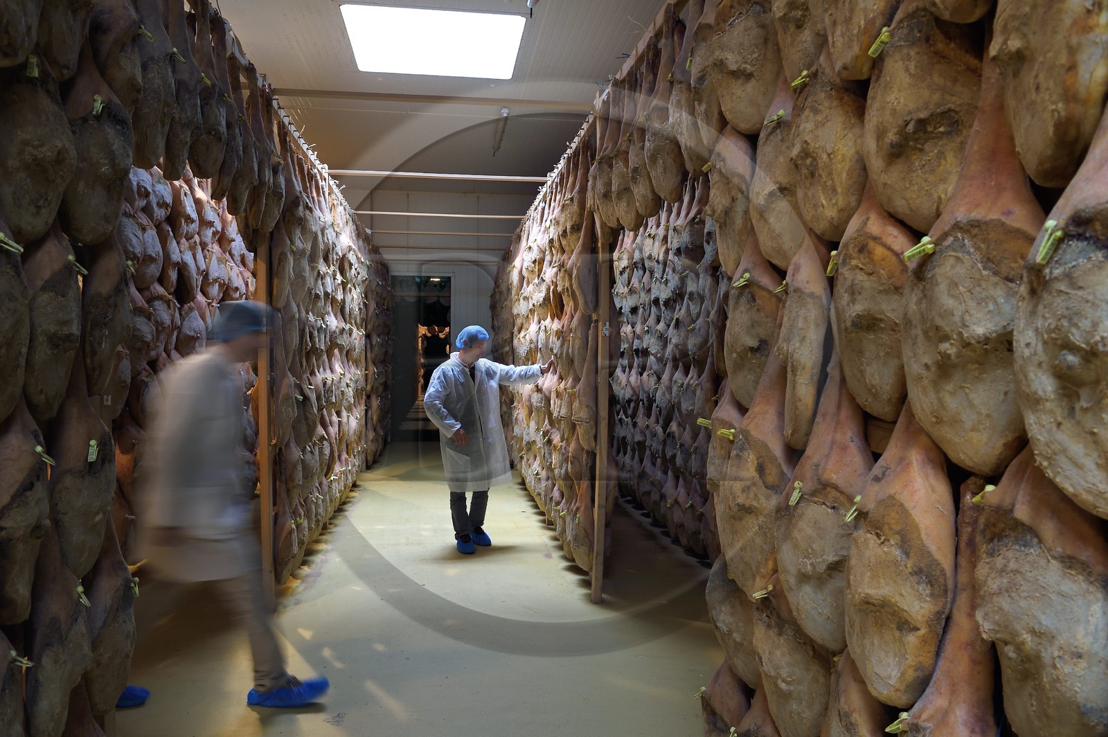 France, Pyrénées-Atlantiques (64), Pays-Basque, vallée des Aldudes, le Séchoir Collectif des Aldudes assure une prestation de séchage et l'affinage de jambons, zone de l'affinage