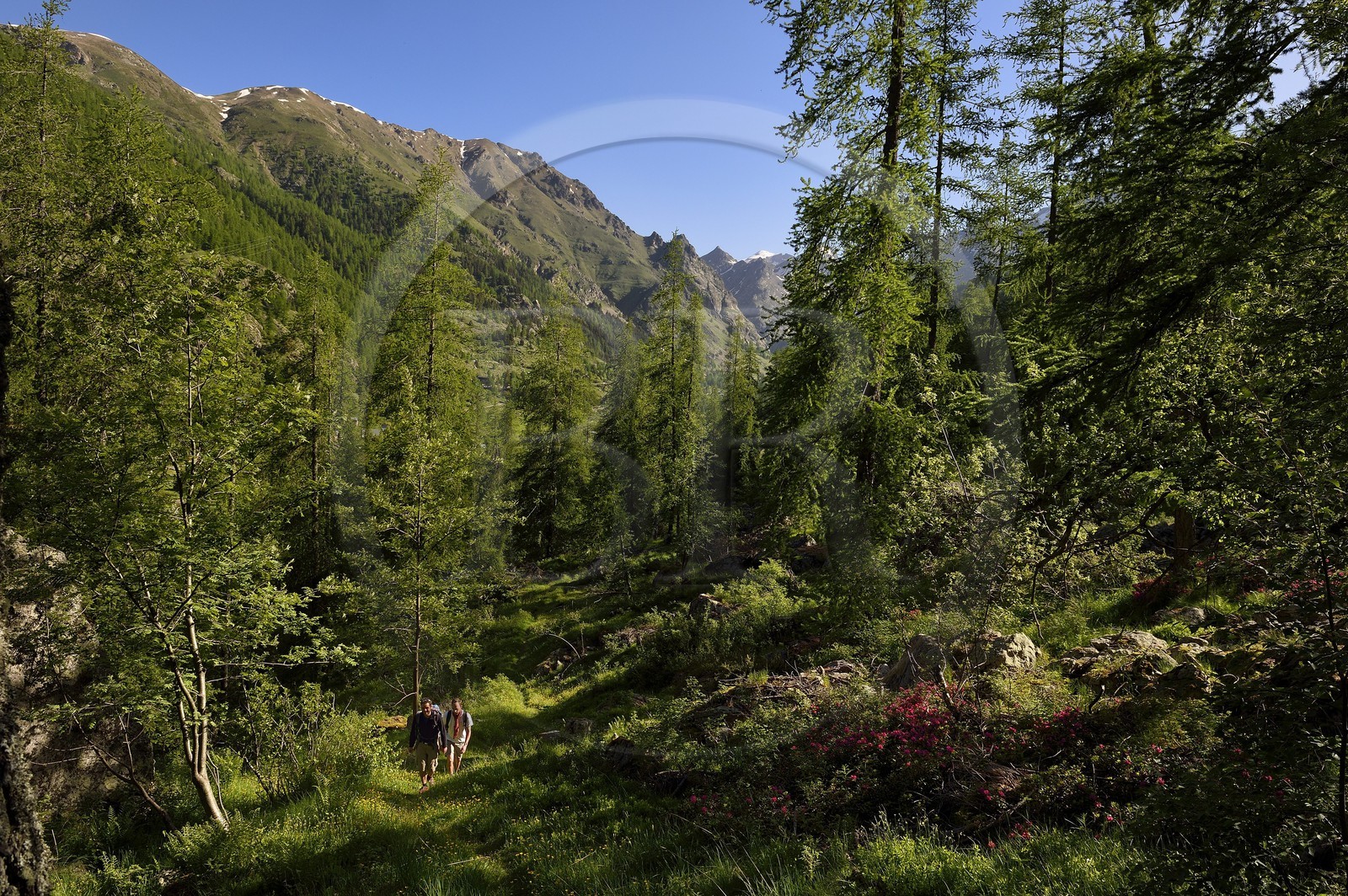 France, Alpes-Maritimes (06), parc national du Mercantour, Haute-Vésubie, randonnée dans le vallon de la Gordolasque à travers une foret de mélèzes