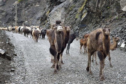 Azerbaïdjan, région de Ismailli, jeunes chameaux de Bactriane (Camelus bactrianus) en transhumance sur la route descendant de Lahij (Lahic)