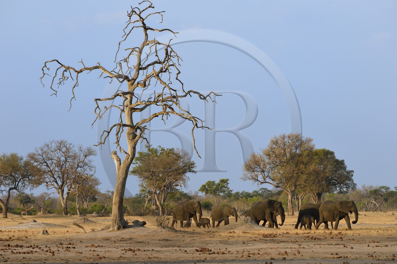 Zimbabwe, province de Matabeleland septentrional, parc national Hwange, éléphants sauvages d'Afrique (Loxodonta africana) dans la savane