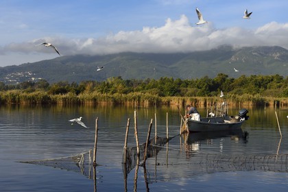 France, Haute-Corse (2B), l'étang de Biguglia (stagnu di Chjurlinu), réserve naturelle de Corse (RNC), pecheur relevant les filets tendus sur des pieux d'aulne
