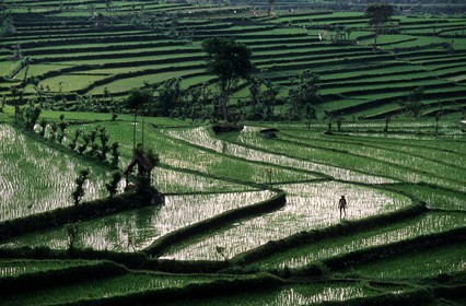 Indonésie, île de Bali, rizières en terrasses dans la région de Tirtagangga
