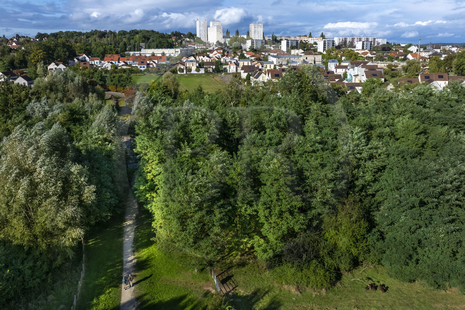 France, Yonne (89), Auxerre, la Coulée verte, moutons de la zone d’éco-pâturage des Brichères sur les Hauts d’Auxerre (vue aérienne)