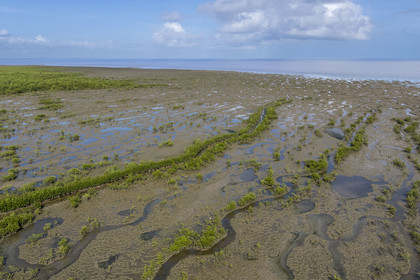 France, Guyane, Cayenne, la mangrove a pris position sur les bancs d'alluvions entrainés des montagnes des Andes par le fleuve Amazone et entoure la totalité de la presqu'île de Cayenne, dans une période cyclique future elle disparaitra complétement pour à nouveau laisser place à la mer (vue aérienne)