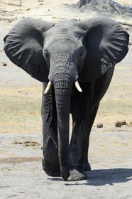 Zimbabwe, Matabeleland North Province, Hwange National Park, wild african elephant (Loxodonta africana)