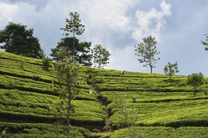 Sri Lanka, province du centre, Dalhousie, plantation de thé