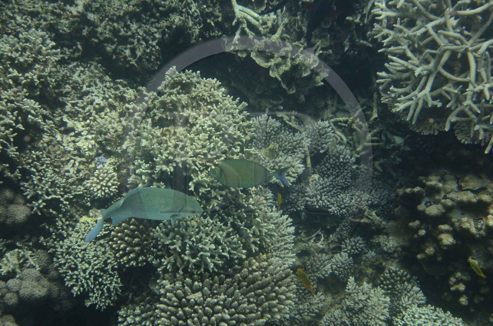 France, Ile de Mayotte, Grande-Terre, Kani-Keli, récif corallien vers la plage de N’Gouja
