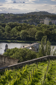 France, Vaucluse (84), Avignon, la vigne du clos du palais des papes et le pont Saint-Bénézet (pont d'Avignon) sur le Rhône