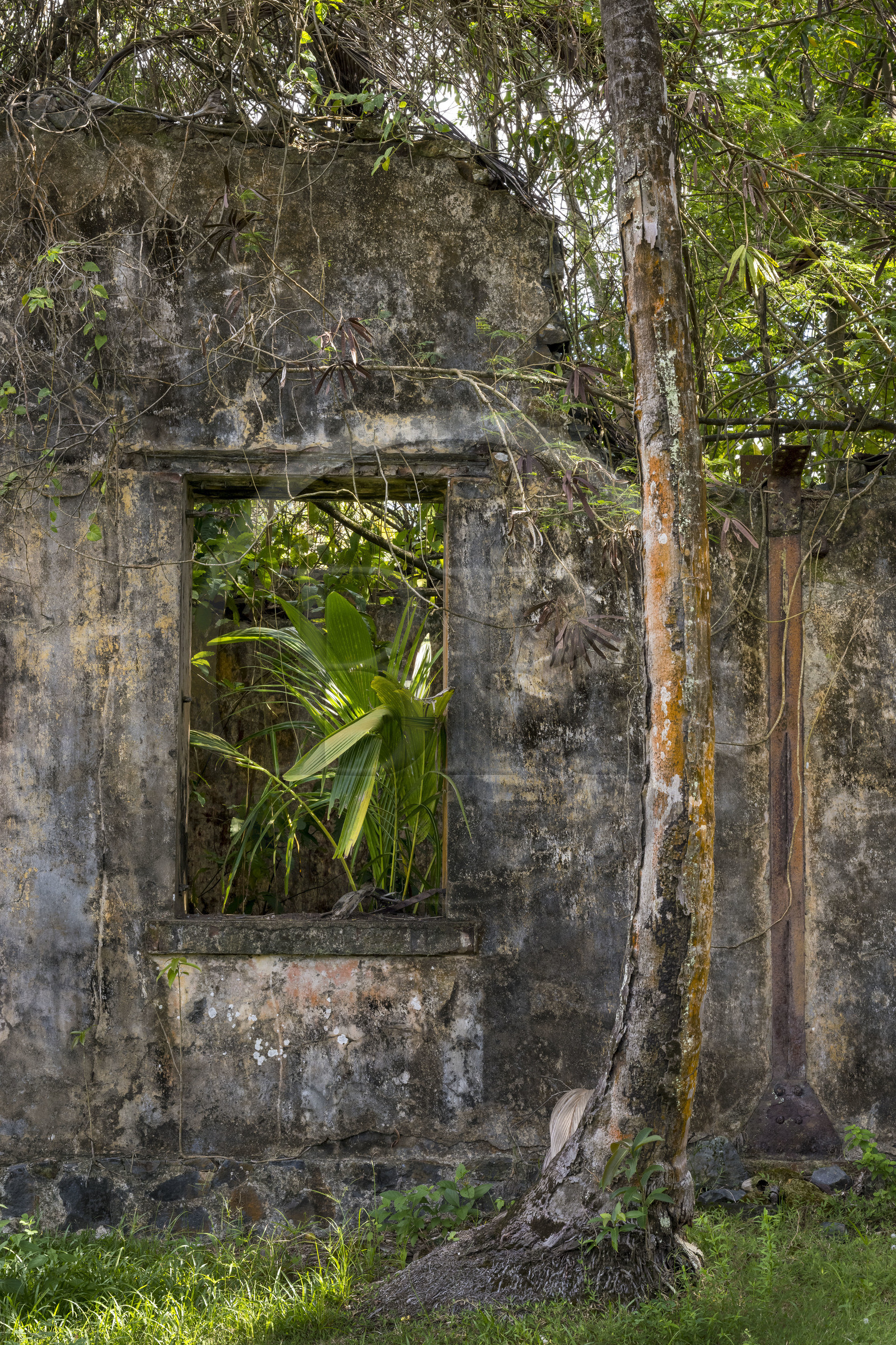 France, Guyane, Kourou, Iles du Salut, l'Ile Saint-Joseph, ruine du bagne consacré à la réclusion des prisonniers les plus difficiles