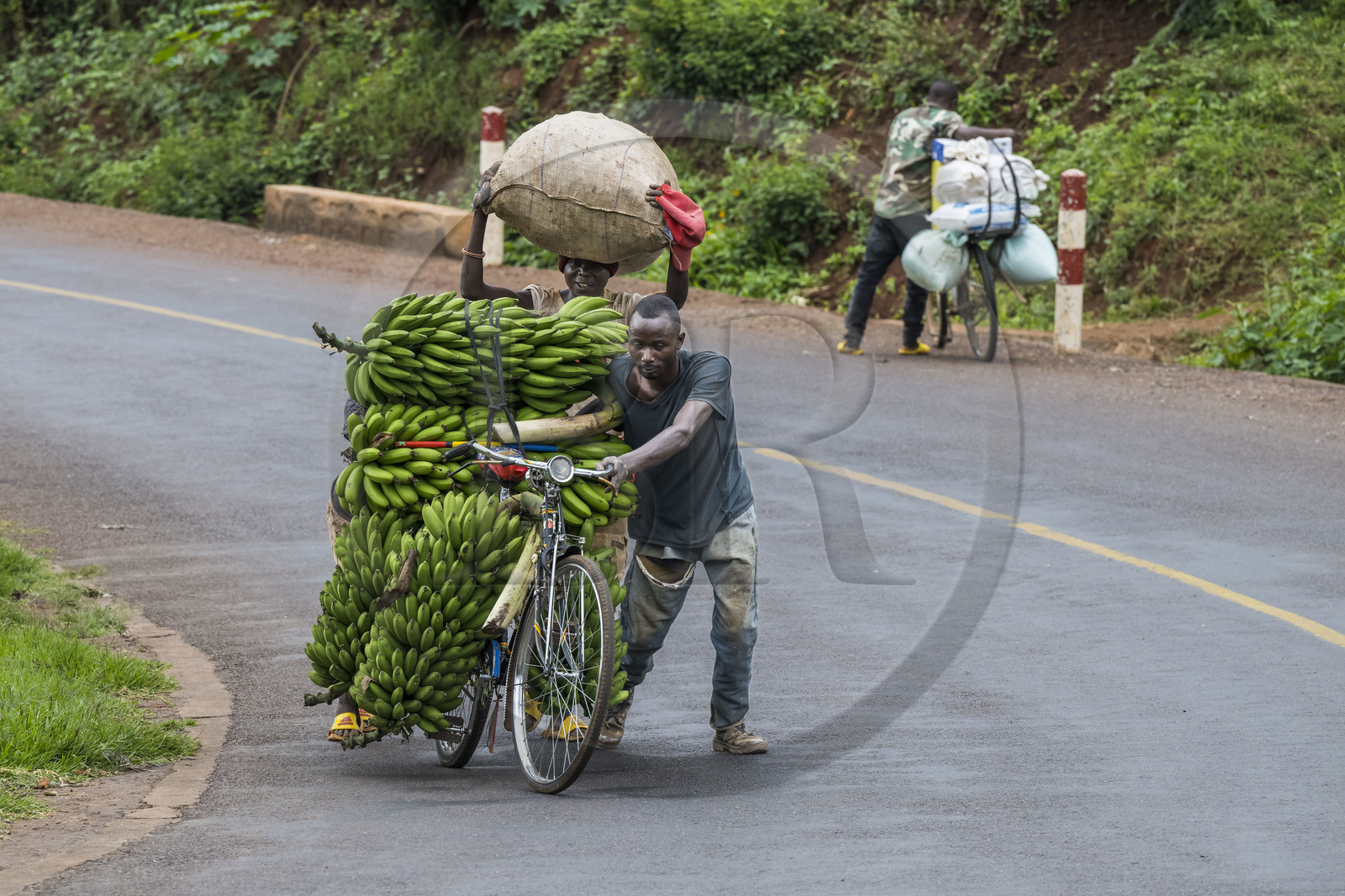 Rwanda, Province de l’Est, Kabarondo, transport de régime de bananes plantain sur bicyclette sur la route de l'Akagera, les bicyclettes sont le principal moyen de transport local