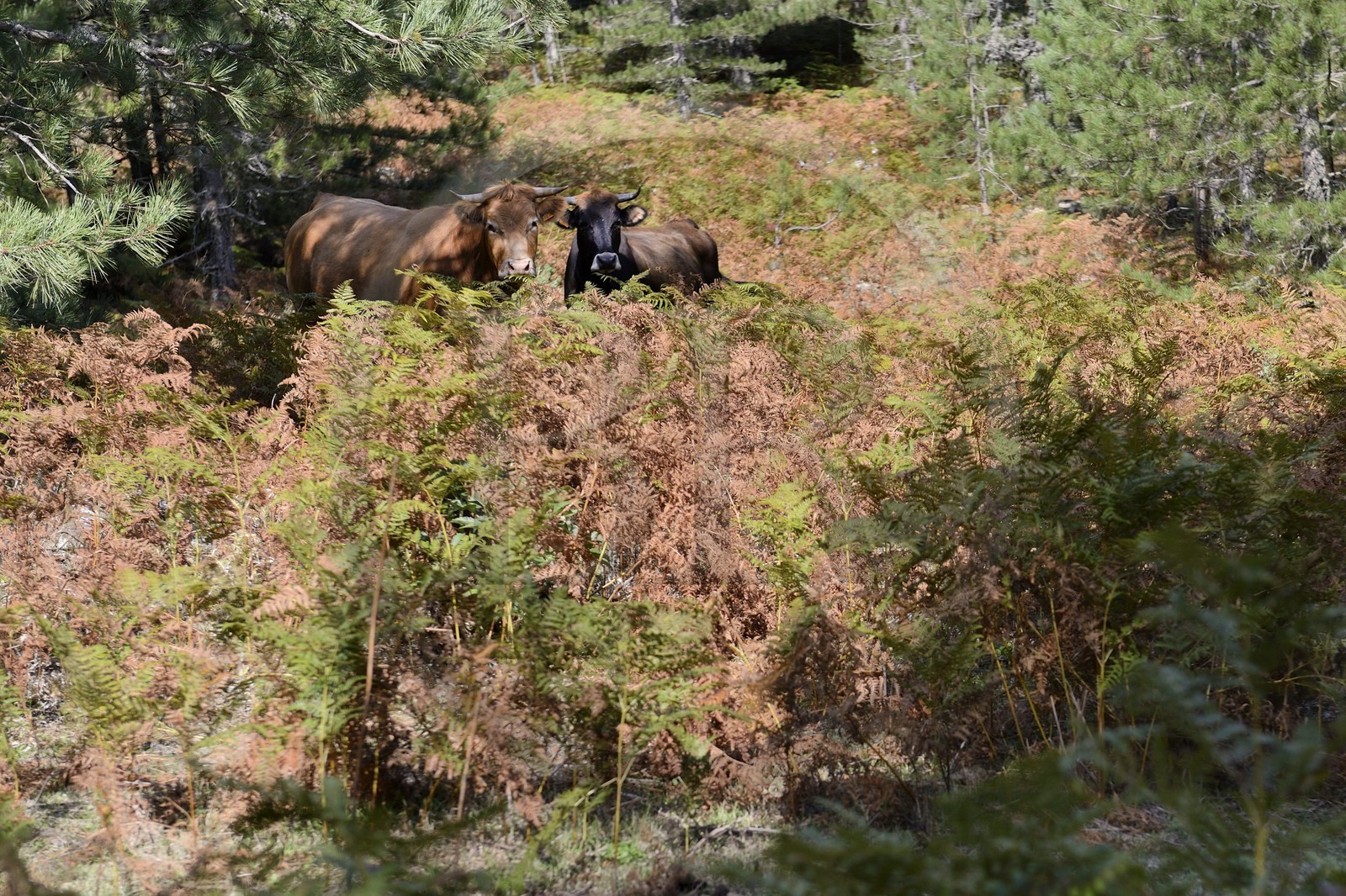 France, Corse-du-Sud (2A), Alta Rocca, Bavella, vaches dans la forêt de pins laricio (Pinus laricio)