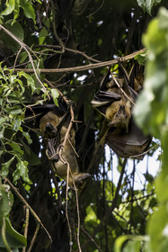 Rwanda, Province de l’Ouest, Karongi (anciennement nommée Kibuye), lac Kivu, Ile Napoléon ou Tembabagoyi, Roussette paillée africaine ou Roussette des palmiers africaine ou Roussette jaune (Eidolon helvum)