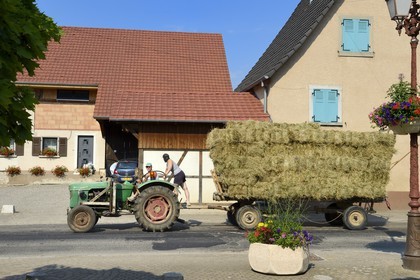 France, Haut-Rhin (68), Sundgau, Oltingue, tracteur revenant des champs