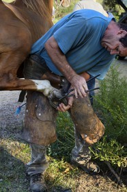 France, Haute Corse, Nebbio, Agriates Desert, blacksmith farrier putting a horseshoe