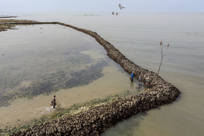 France, Charente-Maritime (17), Ile d'Oléron, Saint-Georges-d'Oléron, plage des Sables Vignier à marée basse, concessionnaires consolidant l'écluse à poissons des Basses (vue aérienne)