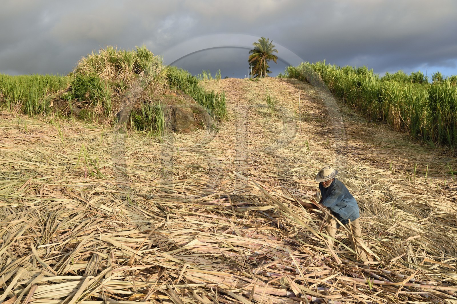 France, Ile de la Reunion, côte sud, Petite-Ile, coupeur créole de canne à sucre dans un champ de canne à sucre