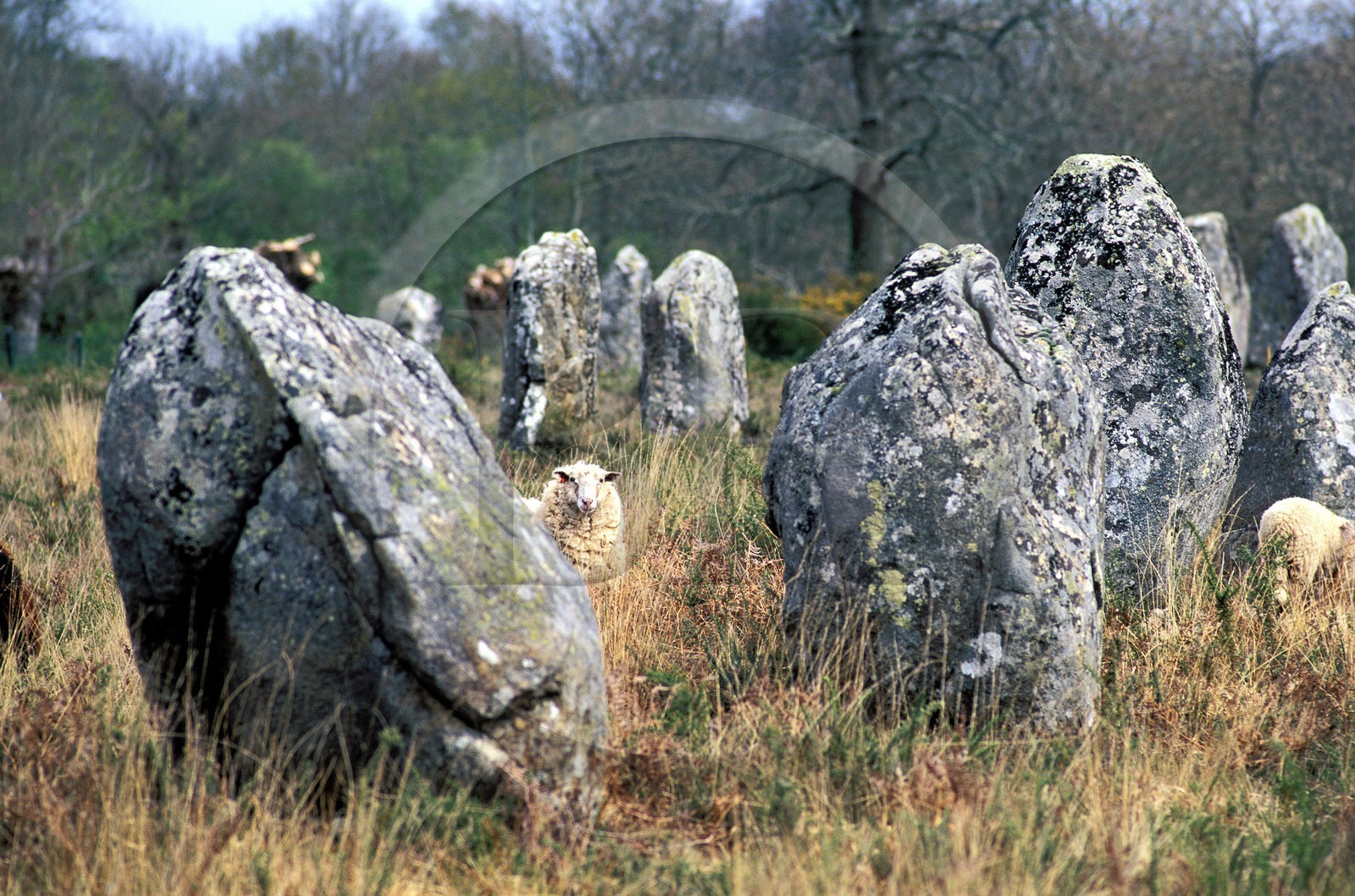 France, Morbihan (56), Mouton dans les mégalithes de Carnac, (alignements de menhirs)