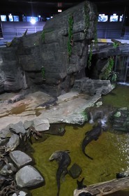 France, Paris, the Porte Doree Aquarium, crocodiles pit