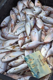 France, Haute-Corse (2B), Bastia, quartier de Terra-Vecchia, le Vieux-Port dominé par l'église Saint-Jean-Baptiste, vente directe du poisson sur le quai après le retour de pêche